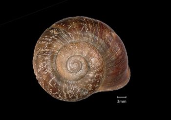 Media type: image;   Malacology 167172 Aspect: apical